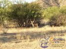 Tonuco Hunt 2003 040.jpg