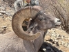 IMG-20250316-WA0037