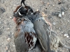 IMG-20250123-WA0059