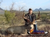 muledeer-004