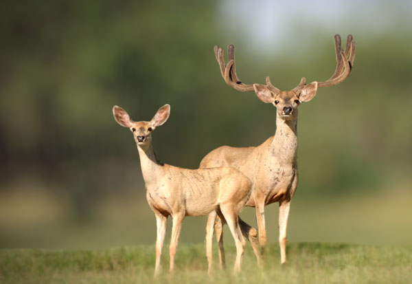 Mule Deer