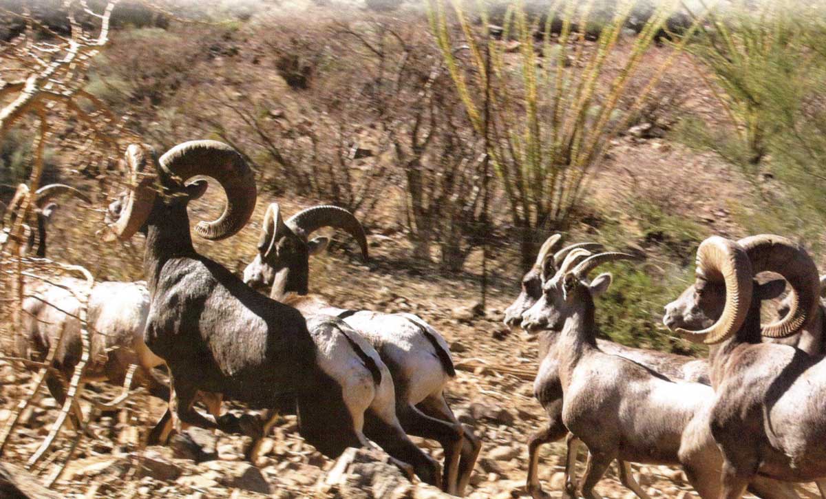 Sea of tranquility for Desert Bighorn Sheep